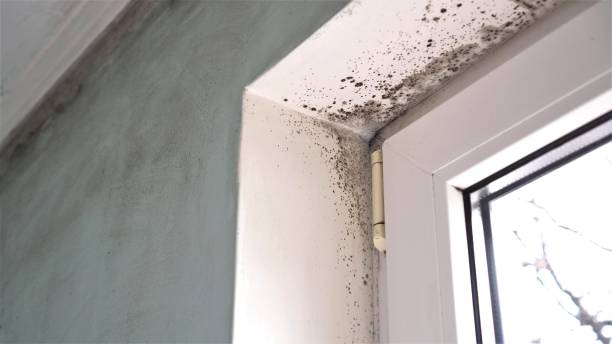 Best Mold Remediation for Specific Building Types in Loyalhanna, PA