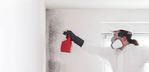 Best Localized Mold Remediation (e.g., coastal areas, humid climates) in Loyalhanna, PA